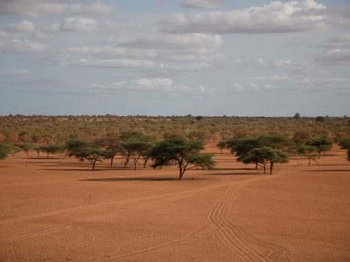 THE “GREAT GREEN WALL” AGAINST DESERTIFICATION<br/><span style="color:#666;">UNESCO – Sipa Press</span>